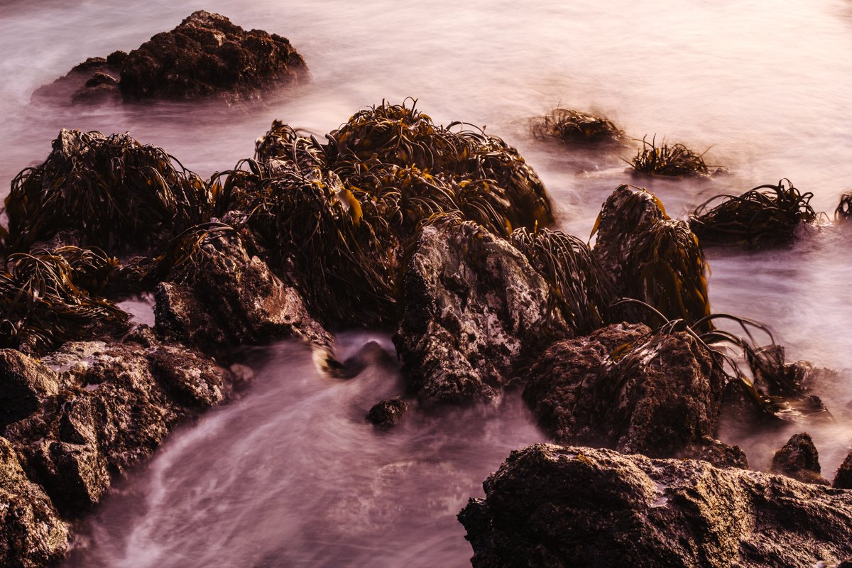 I'm looking for a POSTDOC position for Fall 2025! If you are looking for someone in host-parasite interactions (specifically with host sex!), sexual selection, mate choice, or animal behavior, please reach out! I am also a photographer and illustrator which could come in handy.