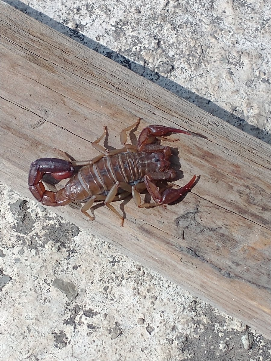 og432153's tweet photo. Hola, buen día @Arachno_Cosas, encontré este ejemplar en casa, Estado de México. Es de importancia médica? Saludos. https://t.co/FABPLIZxzY