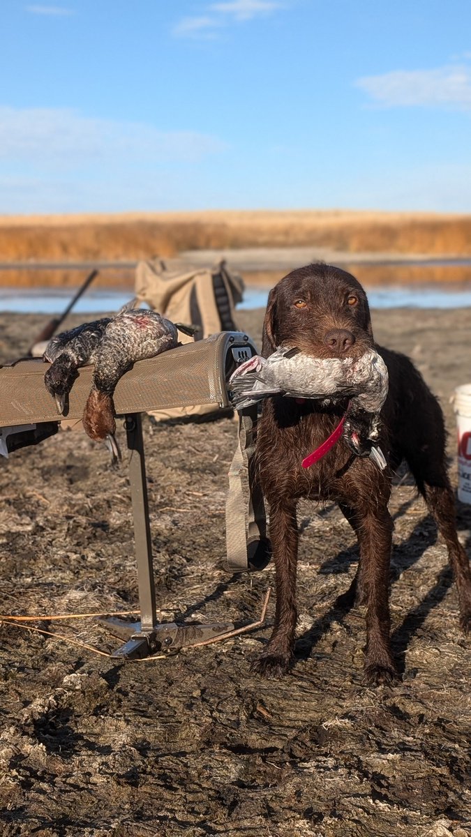 windysage_pp's tweet photo. Windy Sage Little Muddy after a successful duck hunt. https://t.co/SWQtkN9gE3