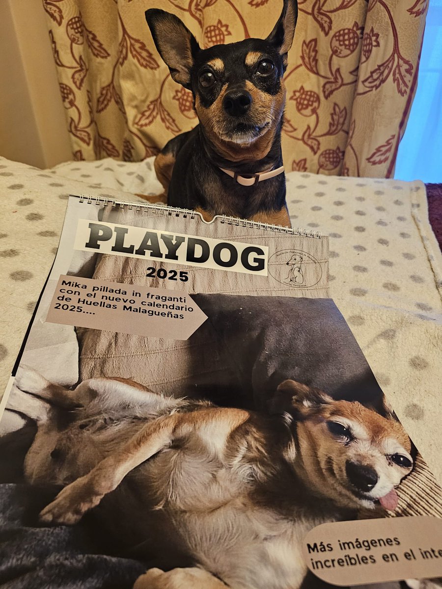 Nosotras ya tenemos el nuevo y posiblemente último calendario de mis queridas <a href="/HMalaguenas/">HUELLAS MALAGUEÑAS🐶🐺</a> 
Es maravilloso y ayudas a q los animales q siguen en el refugio buscando hogar puedan seguir tranquilos
Aunq os vayáis sé q siempre estaréis ayudando pq los buenos son así: siempre ayudan