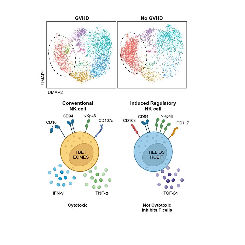 Waggoner Lab (@labwaggoner) on Twitter photo A protective CD56bright HELIOS & HOBIT expressing TGF-β1-secreting immunoregulatory NK cell subset associated with Hematopoietic Stem Cell Transplantation & promoted by IL-2/TGF-β1 combo
@sarah_crome <a href="/jessicamathewss/">Jessica Mathews</a>
cell.com/iscience/fullt… A protective CD56bright HELIOS & HOBIT expressing TGF-β1-secreting immunoregulatory NK cell subset associated with Hematopoietic Stem Cell Transplantation & promoted by IL-2/TGF-β1 combo
@sarah_crome <a href="/jessicamathewss/">Jessica Mathews</a>
cell.com/iscience/fullt…