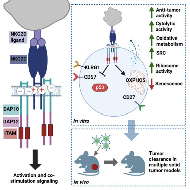 Solid tumor immunotherapy using NKG2D-based adaptor CAR T cells <a href="/CellRepMed/">Cell Reports Medicine</a> <a href="/jana_obajdin/">Jana Obajdin</a>
cell.com/cell-reports-m…