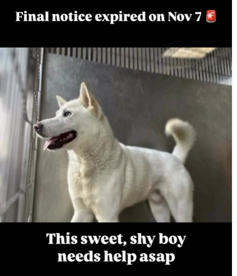 🆘💔🆘Young, handsome #husky FROSTY on the Downey #California ACC euth list😱He's 2 yo, a snack size 43 lb, and good with  other large, calm dogs. Needs a #SoCal adopter or #FOSTER ASAP🙏
info⬇️ #A5657479