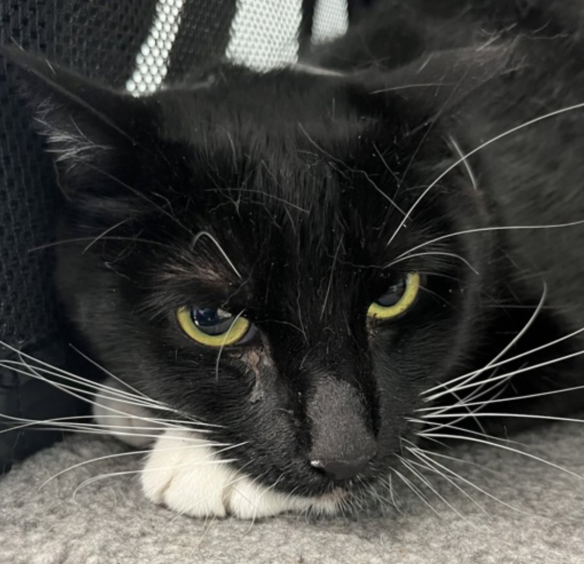 Nathalie Ⓥ 𓃟 #Pigoneer tweet media