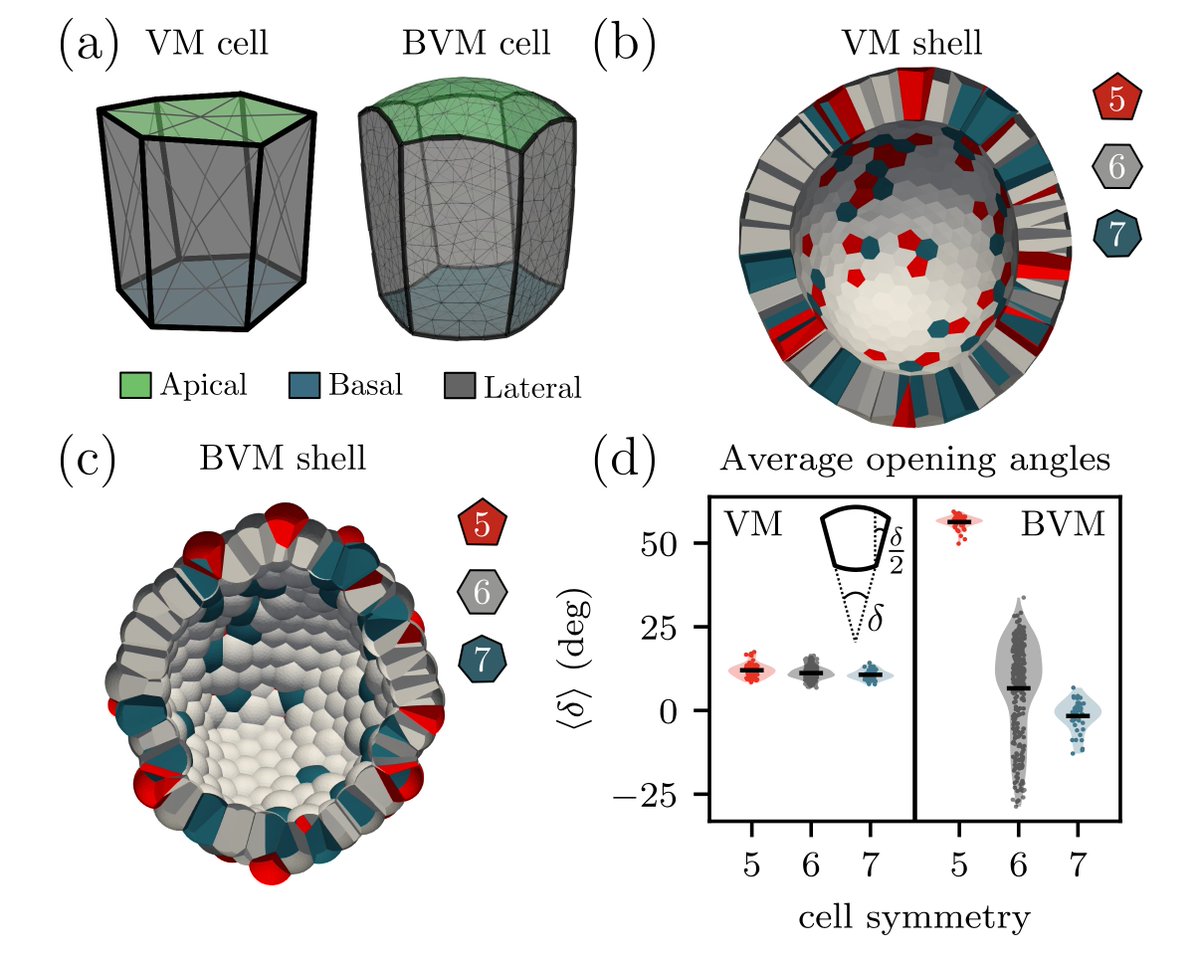 Great theory work by <a href="/OMDrozdowski/">Oliver Drozdowski</a> who compared the classical with the bubbly vertex model and found that the latter naturally leads to cell bulging and extrusion at topological (pentagonal) defects. He then developed an analytical theory for the corresponding energy landscapes.