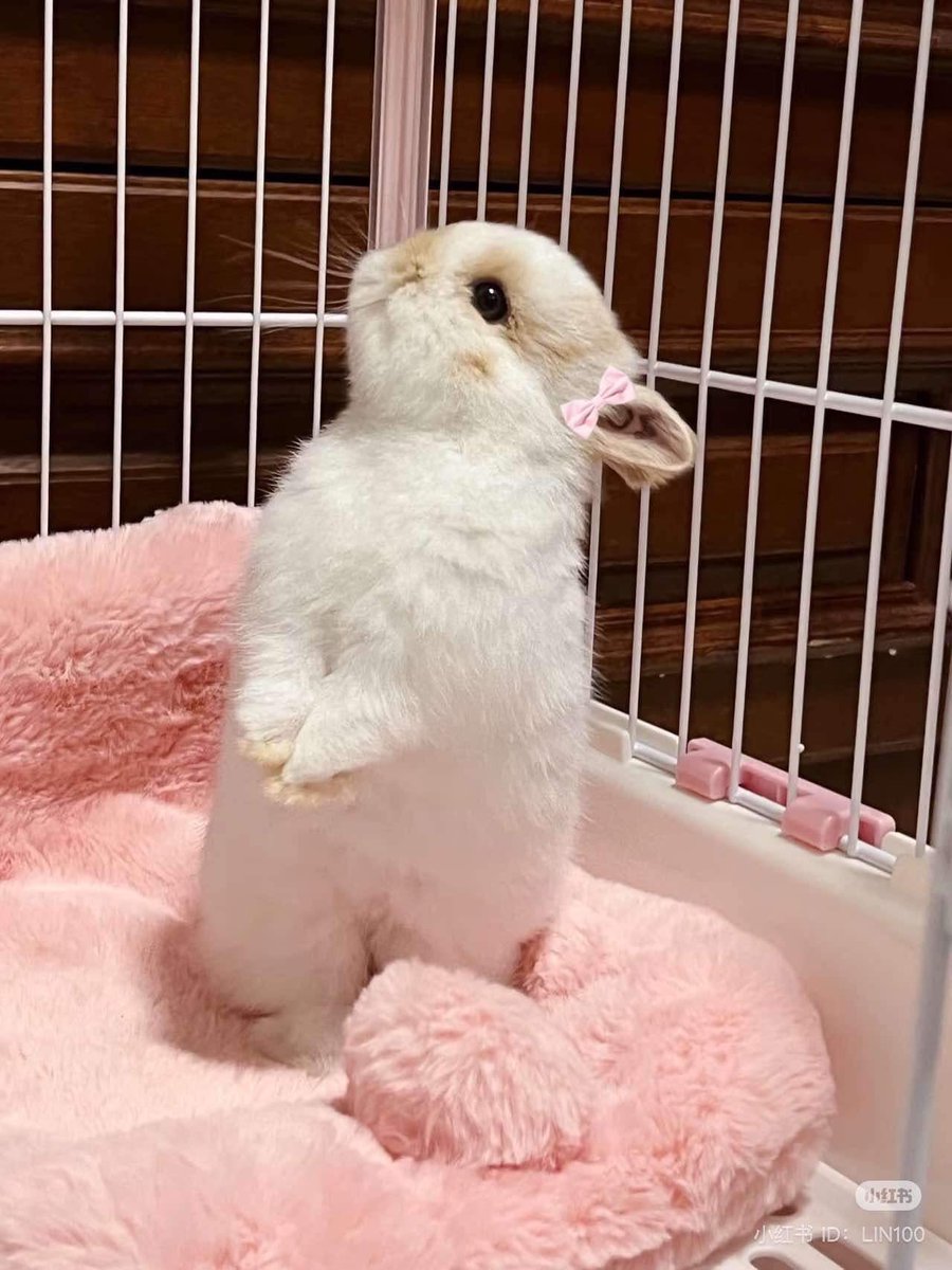 bunnies with bows (@bunnieswbows) on Twitter photo 