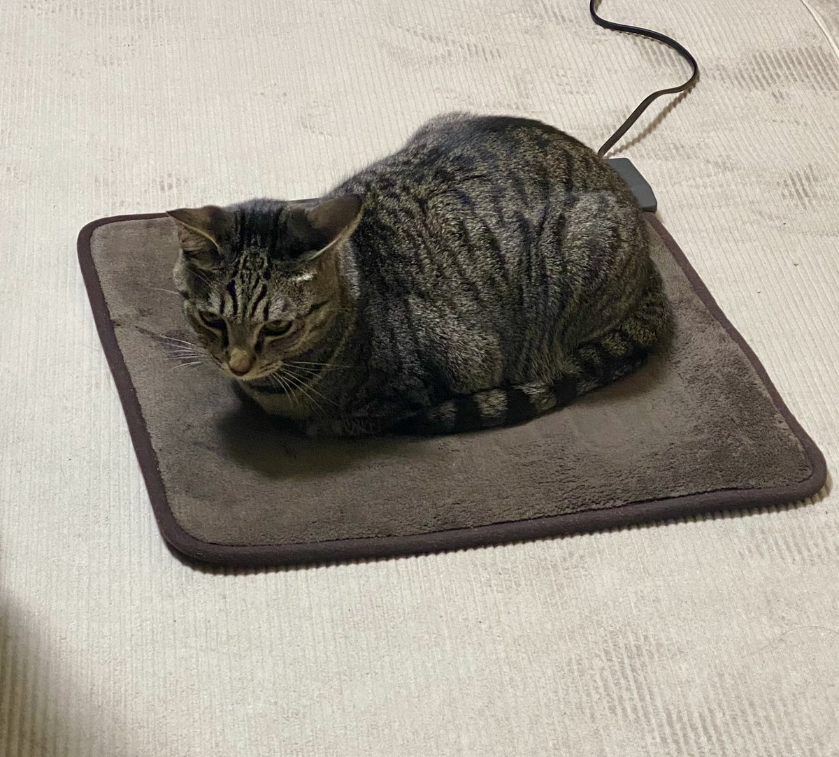 去年猫’sの為に買ったヒーター。あの時は慣れない環境で恐怖の方が優って全然使ってくれなかったけど、今年は置いて5分でこう！もう昔には戻れんやろ〜？