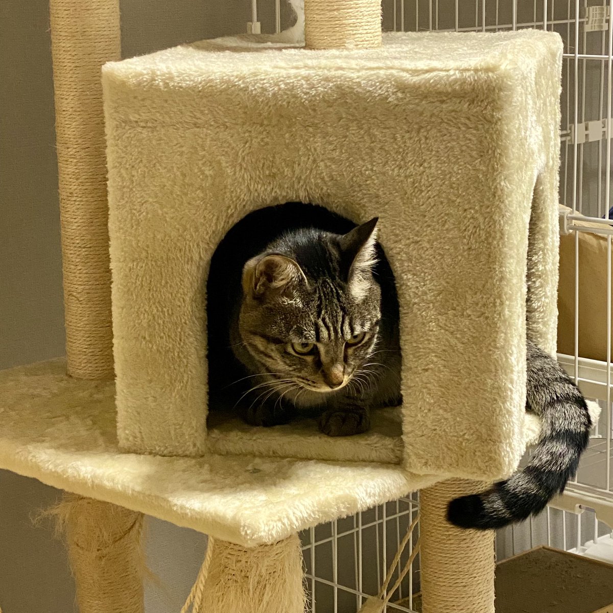 しかしあれやな...２つ買わなアカンか...