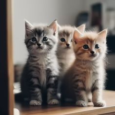 Mehtap Gamze tweet media