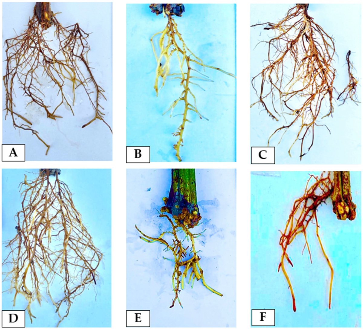Horticul_MDPI's tweet image. Horticulturae - New Published Paper🍀

📖Title: #Rooting Conditions for Production of #Guarana #Clonal #Seedlings

✍️Paper written by: Sônia Maria Figueiredo Albertino et al.

🔗Link: mdpi.com/2311-7524/10/1…

#academic #publishing #MDPI #horticulture #science #scientific