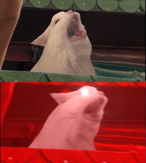 Meowing cat | $MEOW tweet media