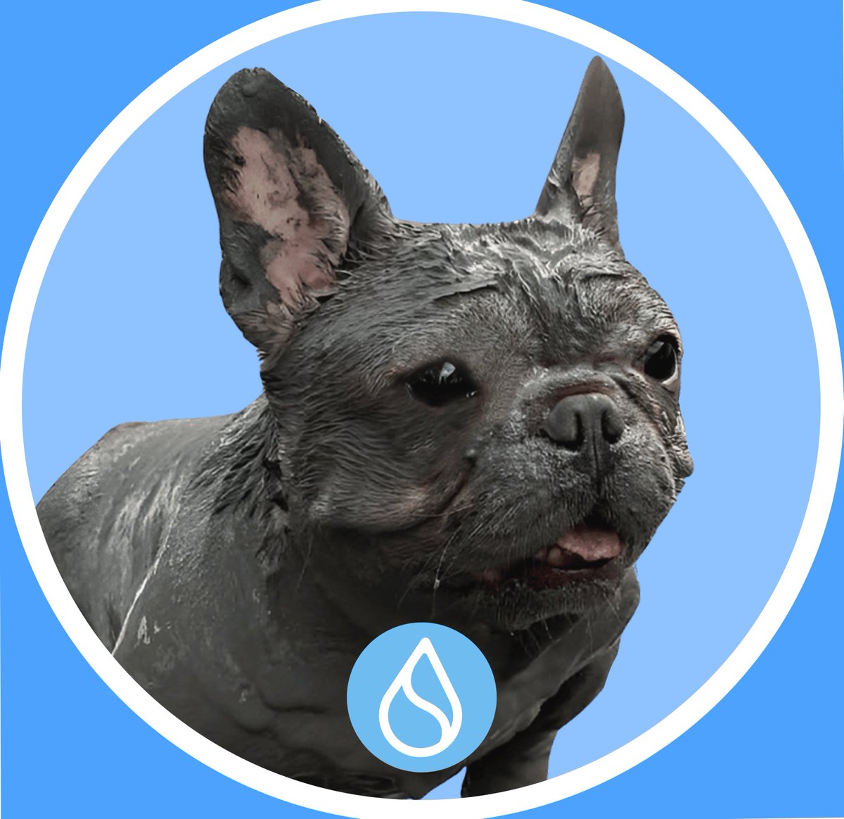 Hiddo | SuDog tweet media