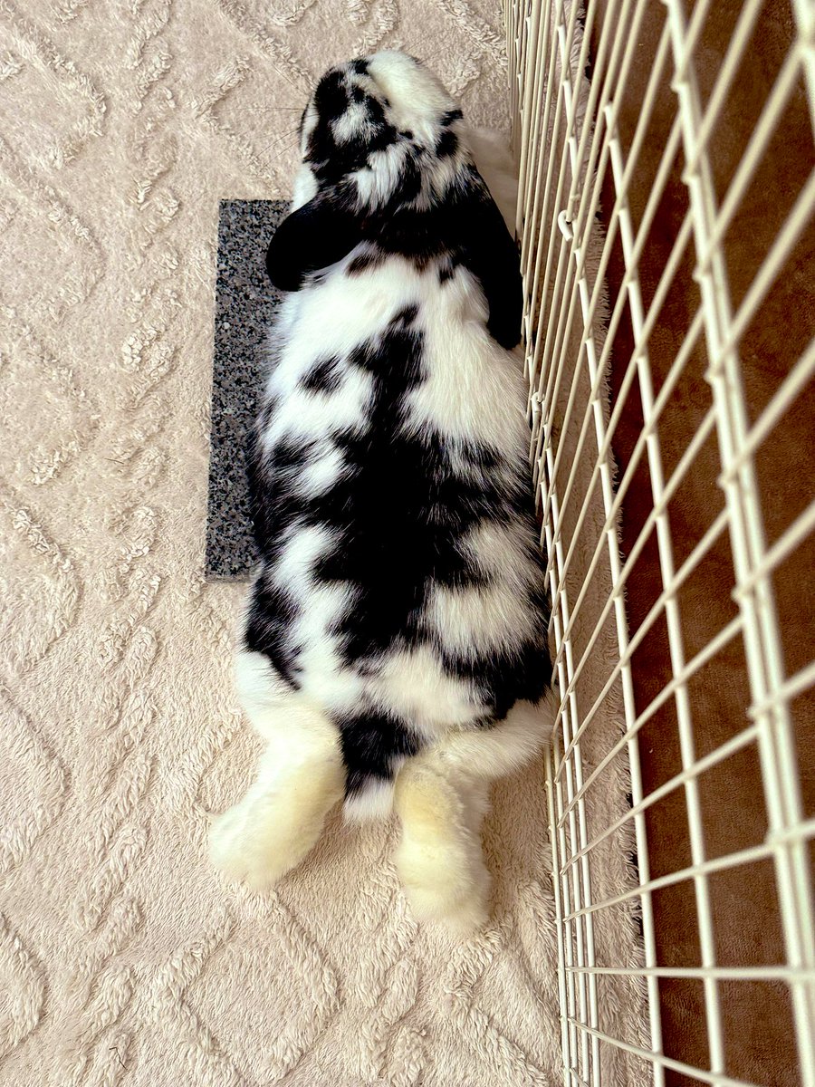 yesiambuzz's tweet photo. エビフライ🍤🐰と呼ばれるそうです。

#rabbitlife #buzzlife #rabbitsofinstagram #rabbits #ホーランドロップ #hollandlop #うさぎとの暮らし 
#bunny #bunnylove #rabbits #うさぎ #うさぎと暮らす  #うさぎのいる暮らし #うさぎ好きさんと繋がりたい https://t.co/bzDsPyV5qN