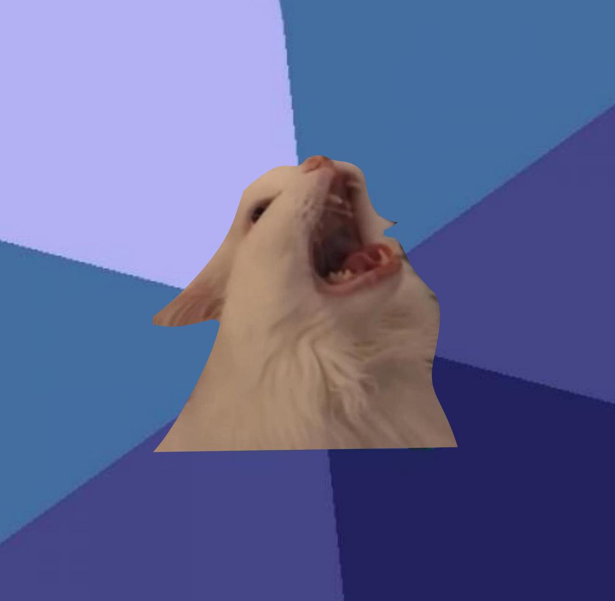 Meowing cat | $MEOW tweet media