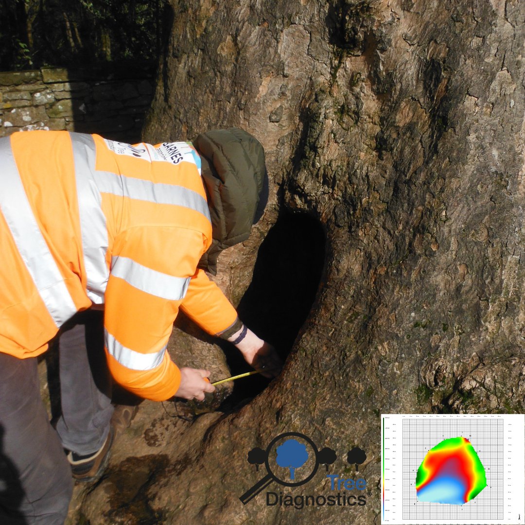 Discover the power of Fakopp 3D ArboSonic tomography! This advanced assessment tool reveals the level of internal decay and the amount of sound wood in trees, helping you make informed decisions for tree health and safety.