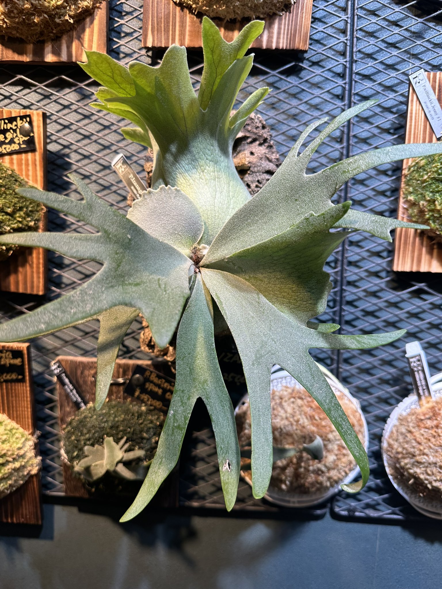 P.Willinckii copperwill wideform（oc）（ビカクシダ P