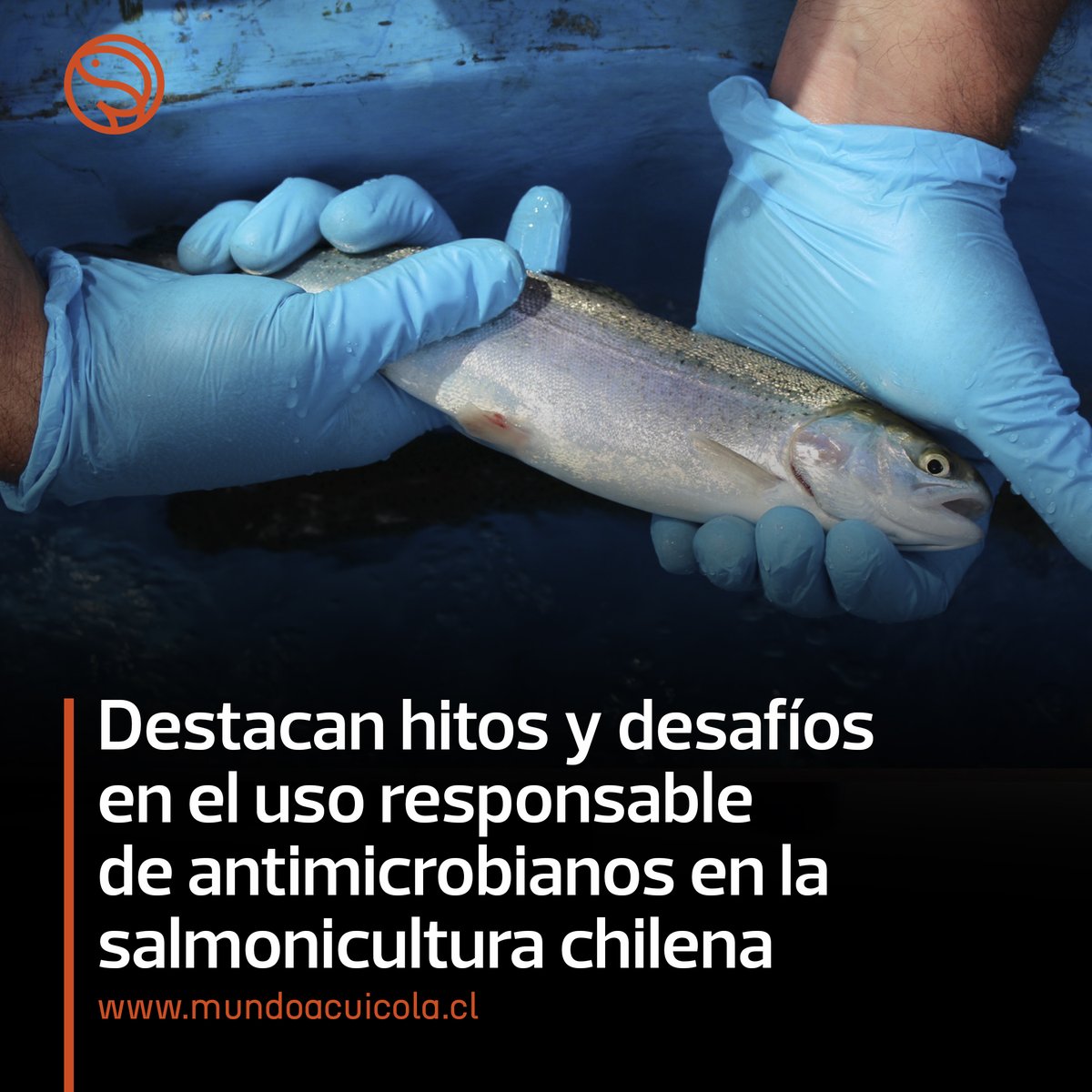 Seminario web internacional organizado por CASA destacó avances de Chile en manejo de antimicrobianos en acuicultura.
#antibioticos #salmonicultura #acuicultura 

mundoacuicola.cl/new/destacan-h…