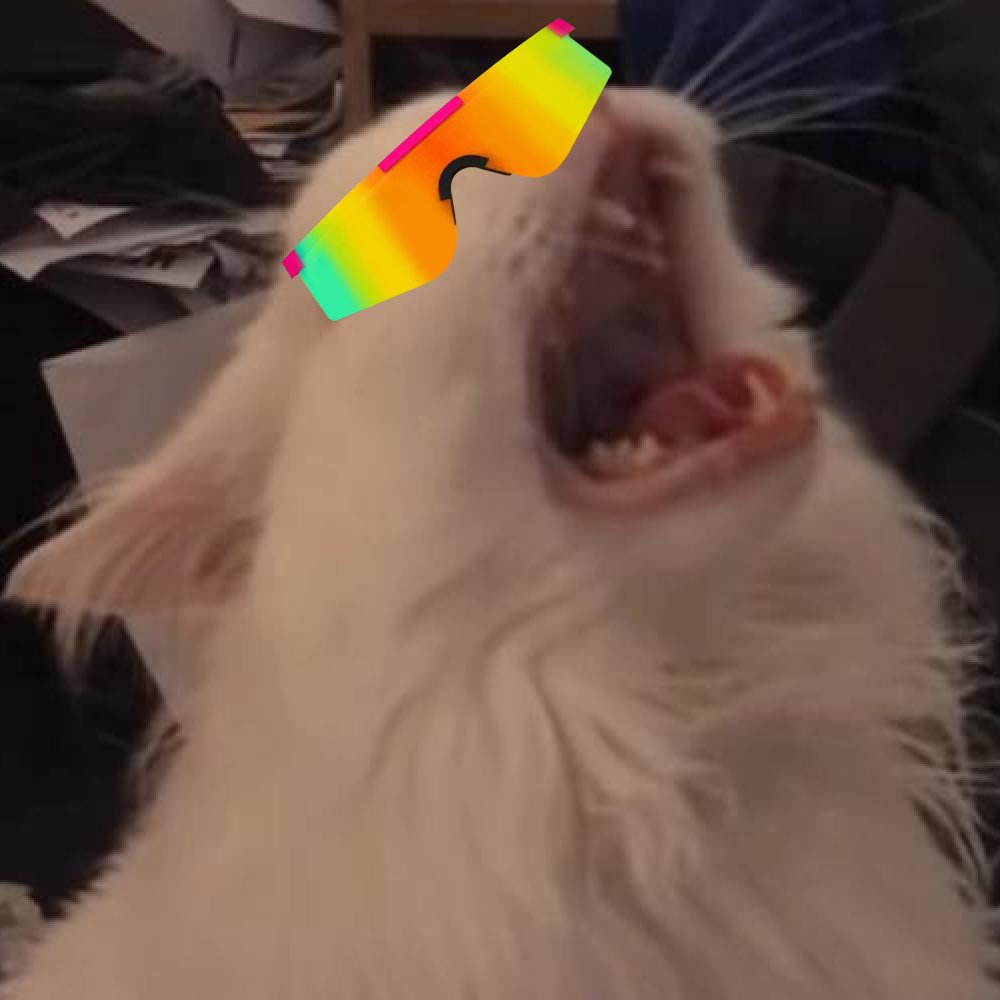 Meowing cat | $MEOW tweet media