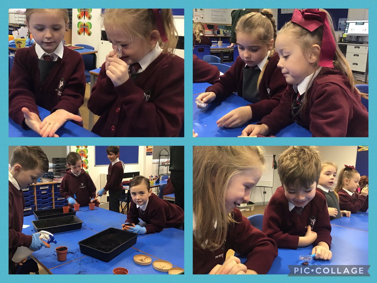 NormanPannellY2's tweet photo. Look at the highlights from our science lesson taught by Food for Thought. This was the first lesson about plants. #NPPSScience https://t.co/VOom4L06xN