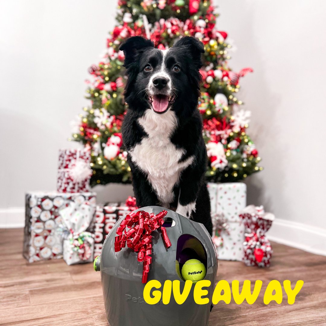 We are giving you the chance to win an Automatic ball launcher for you pup!
Like, comment and Retweet for your chance to win!🐾