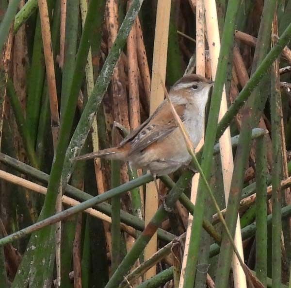 Bird of week - Marsh Wren. Seasonal, fall-winter resident in our area. 1st posted by R. Cole on our ebird site 11/8/24. Small, plump, round-bodied wren with a short tail often holds up almost vertically above its back. It has a thin bill and short wings.  Photo © Cory Shaw