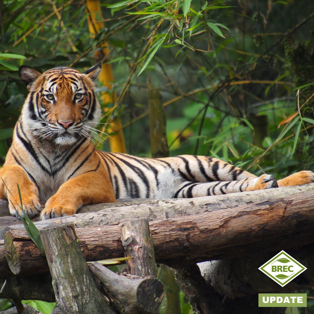 MayorBroome's tweet photo. BREC Zoo has welcomed Tanvir, a 15-year-old Malayan tiger, as part of the Species Survival Plan® for endangered species. Though Tanvir won’t be on public display, his arrival highlights the Zoo’s commitment to conservation and reinforces that we are a #RedStickRising! https://t.co/5ewHZq9y0I