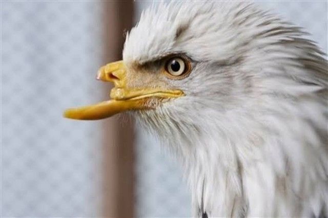 This eagle was shot in the face and received a 3D-printed beak, making it even more badass.