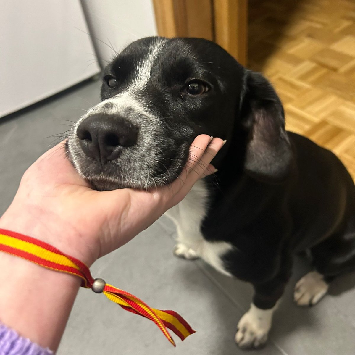 NuevaVidaAdop's tweet image. #madrid 
MONET cachorro de 7 meses ABANDONADO en perrera 
NECESITA #adopcion 
Es muy bueno,tranquilo y SUPER mimosón
Sociable con niños y 🐶
Se entrega chipado,vacunado,desparasitado y CON compromiso de castacion 
CONTACTO📩 facenuevavida@gmail.com
#cachorros #adopta #adoptame