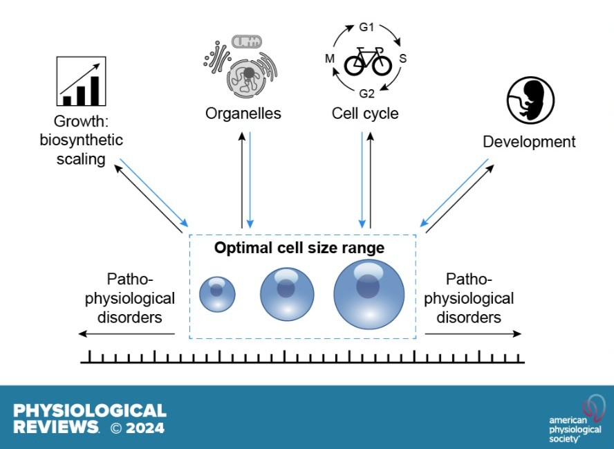 Physiological Reviews (@physiolrev) on Twitter photo Cell size matters, and it's a major regulator of cell function. <a href="/SchmollerLab/">Kurt Schmoller</a> reviews size control strategies of eukaryotic cells & the intricate link of cell size to intracellular biomolecular scaling, organelle homeostasis, cell cycle progression. 🔬ow.ly/k5Sa50U9ZQx Cell size matters, and it's a major regulator of cell function. <a href="/SchmollerLab/">Kurt Schmoller</a> reviews size control strategies of eukaryotic cells & the intricate link of cell size to intracellular biomolecular scaling, organelle homeostasis, cell cycle progression. 🔬ow.ly/k5Sa50U9ZQx