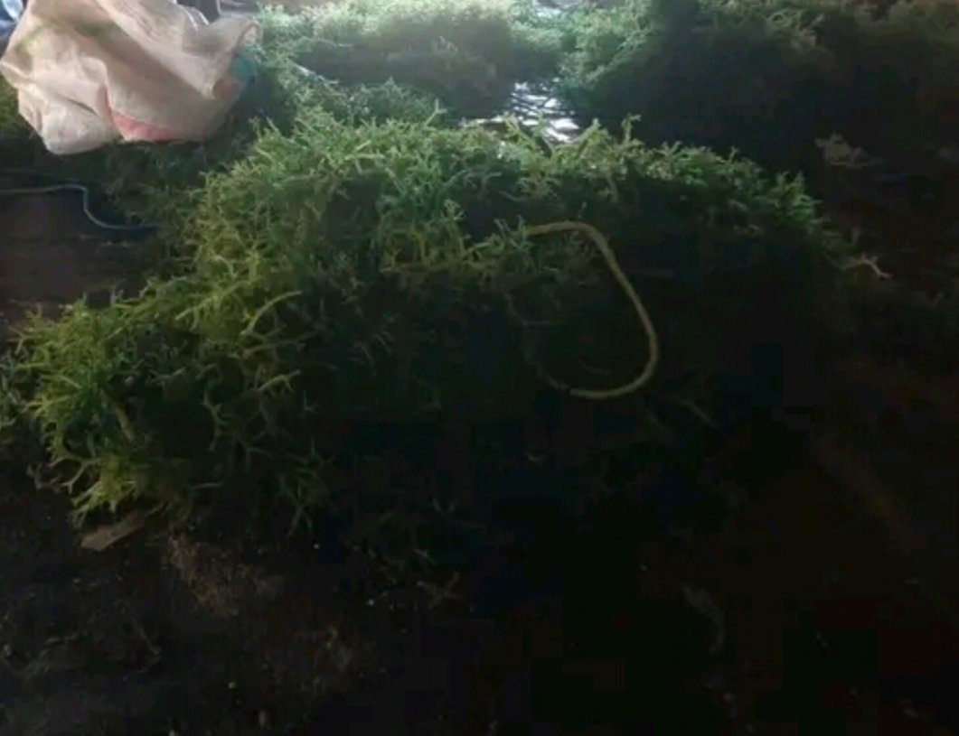 LabuYuslinda's tweet photo. Selasa (19/11/2024),  Yuslinda Labu, Luhkan Sabu Raijua, bersama ibu Rahel Heke, mendampingi panen rumput laut, teknik Lepas Dasar, sebanyak 110 kg, harga 8.000/kg
#GiatLuhkanSatminkalGONDOL 
#SabuRaijua
#Panen https://t.co/596LZSU9Ca