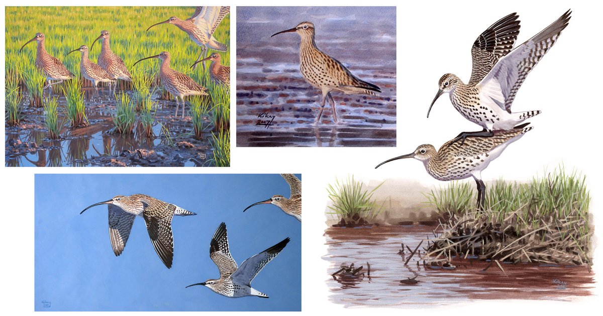 kokayart's tweet image. Yesterday came the news about the decision to declare Slender-billed Curlew extinct. It's my ultimate favourite bird, so it is quite tough to face this realization. You can read more about it here:
vogelbescherming.nl/.../dbb230d1-5…...
Here are some of my illusrtations and paintings.