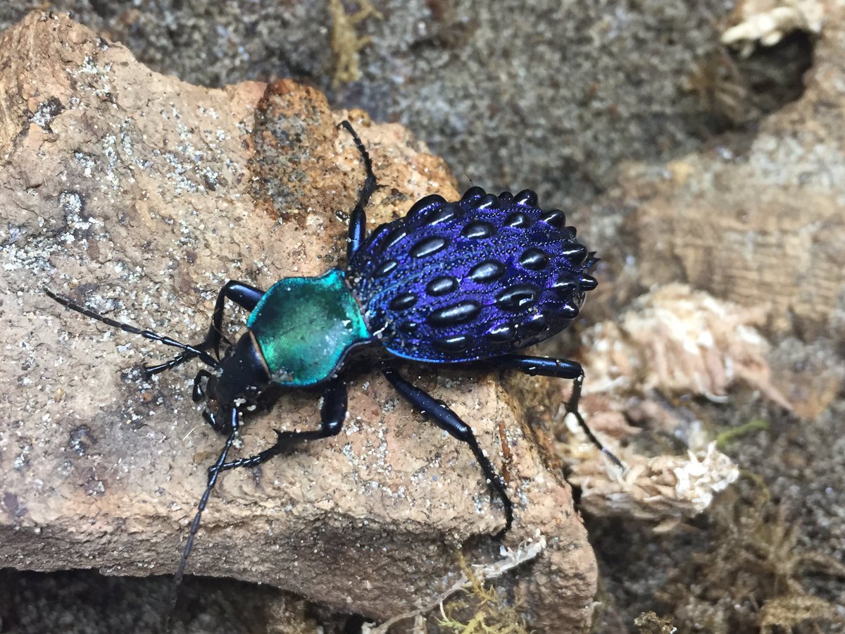 中国四川産 イボカブリモドキCoptolabrus gemmifer loczyi A1その1