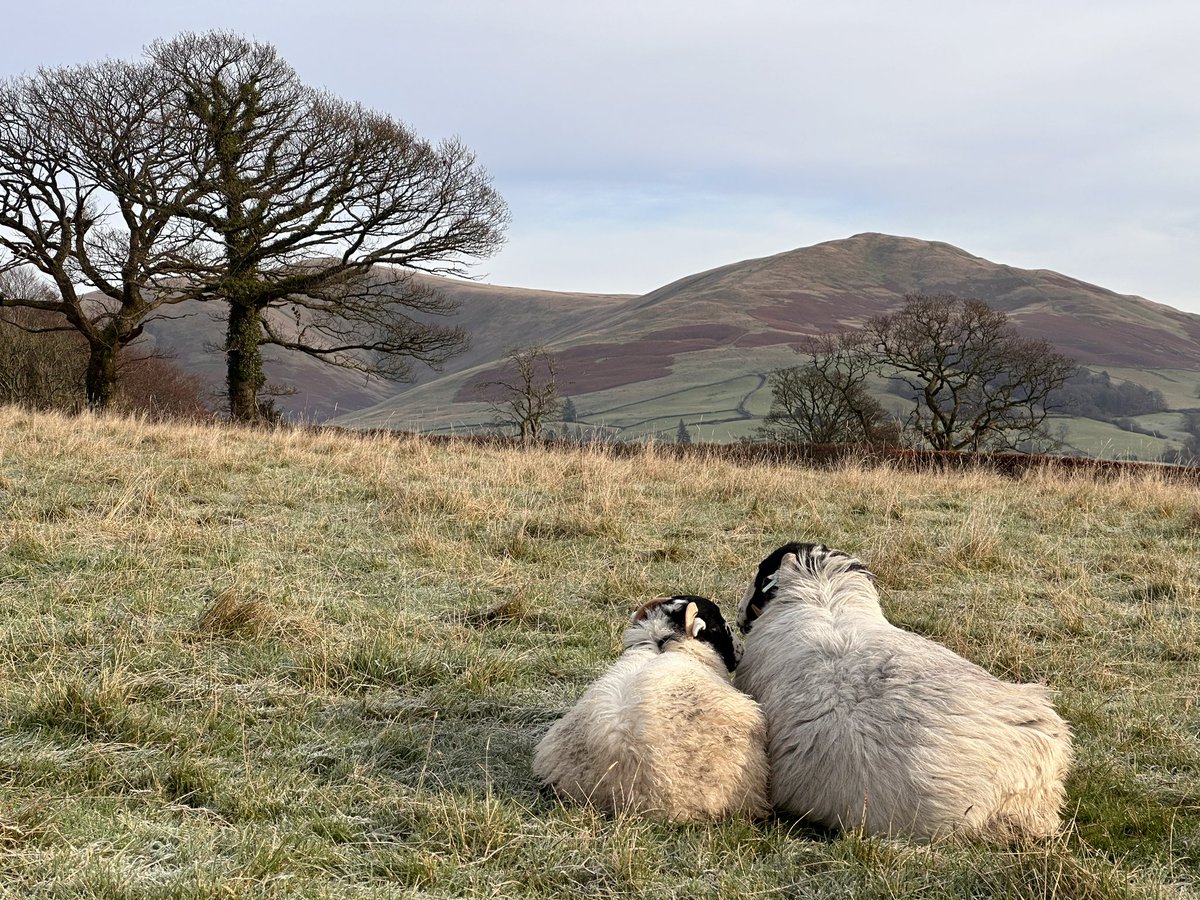 Farm on the hill .. Primrose and Clementine cuddle up close on a chilly day in The Yorkshire Dales ..