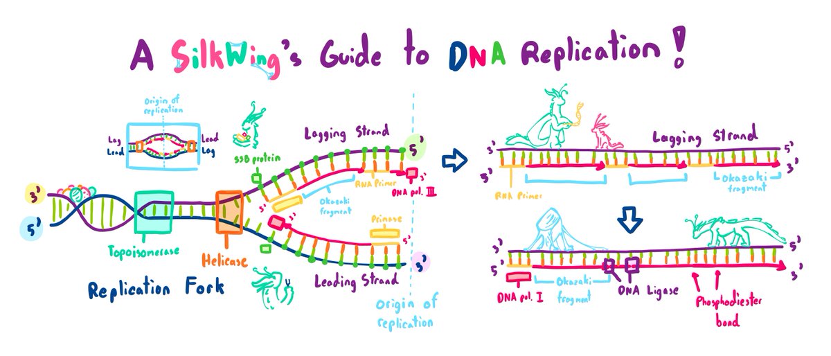 AmonNonza_'s tweet photo. Sharing some of my science doodles here because i can lol #wingsoffire #hivewing #silkwing #mudwing #wof https://t.co/fdIXKgsxgO