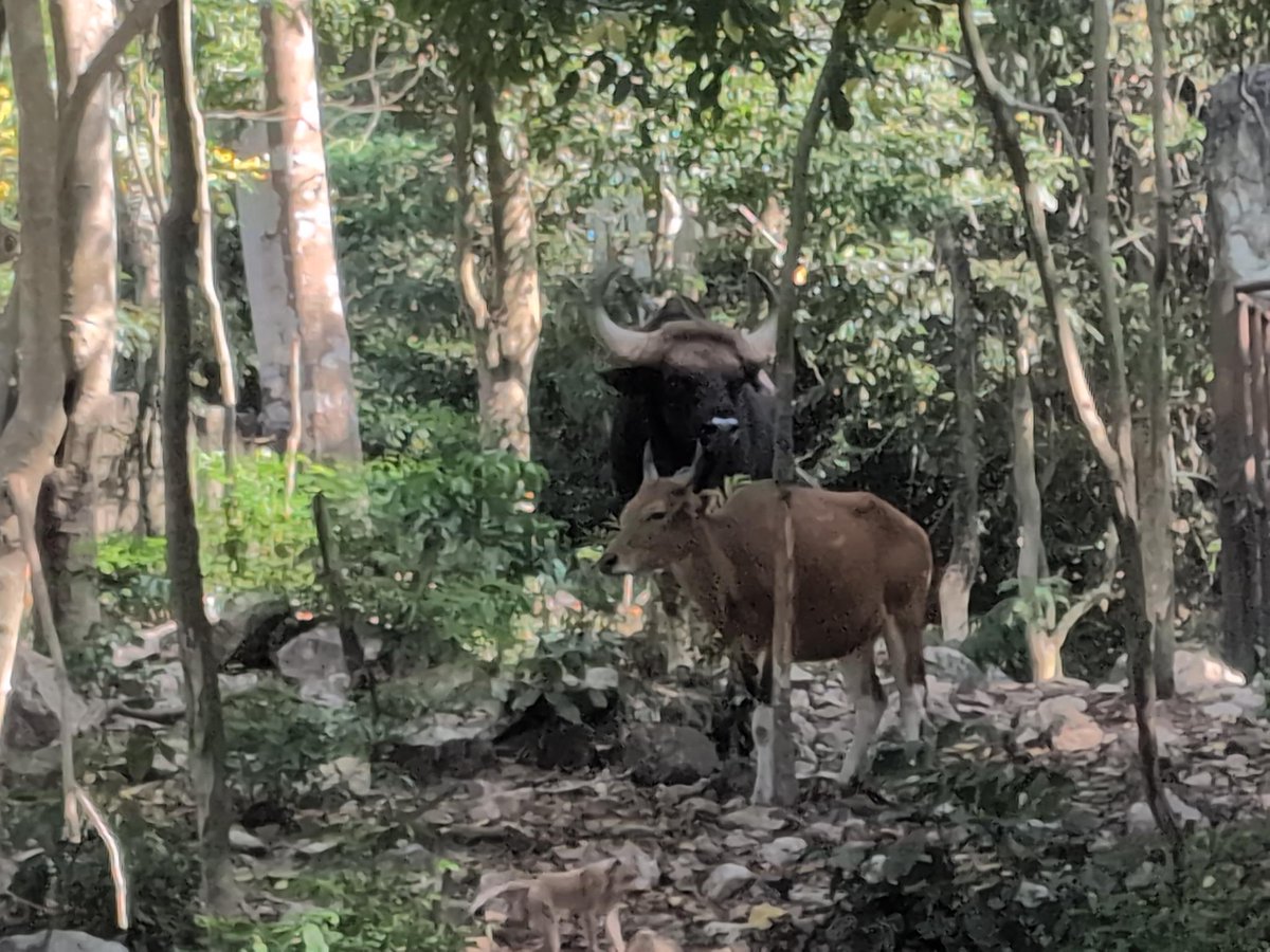 vitalik.eth (@vitalikbuterin) on Twitter photo <a href="/and_khamoo/">Khamoo.andthegang</a> Many in the Ethereum ecosystem love Moodeng. Happy to also meet Moodeng's good friends at the zoo. <a href="/and_khamoo/">Khamoo.andthegang</a> Many in the Ethereum ecosystem love Moodeng. Happy to also meet Moodeng's good friends at the zoo.