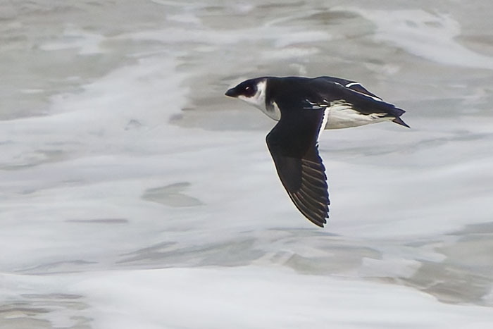 It seems like there's been one Little Auk past Cley every day for the past week but, with at least five past today, I finally got in on the action. Super, charismatic little birds from the Arctic!  More pics at cleybirds.com.