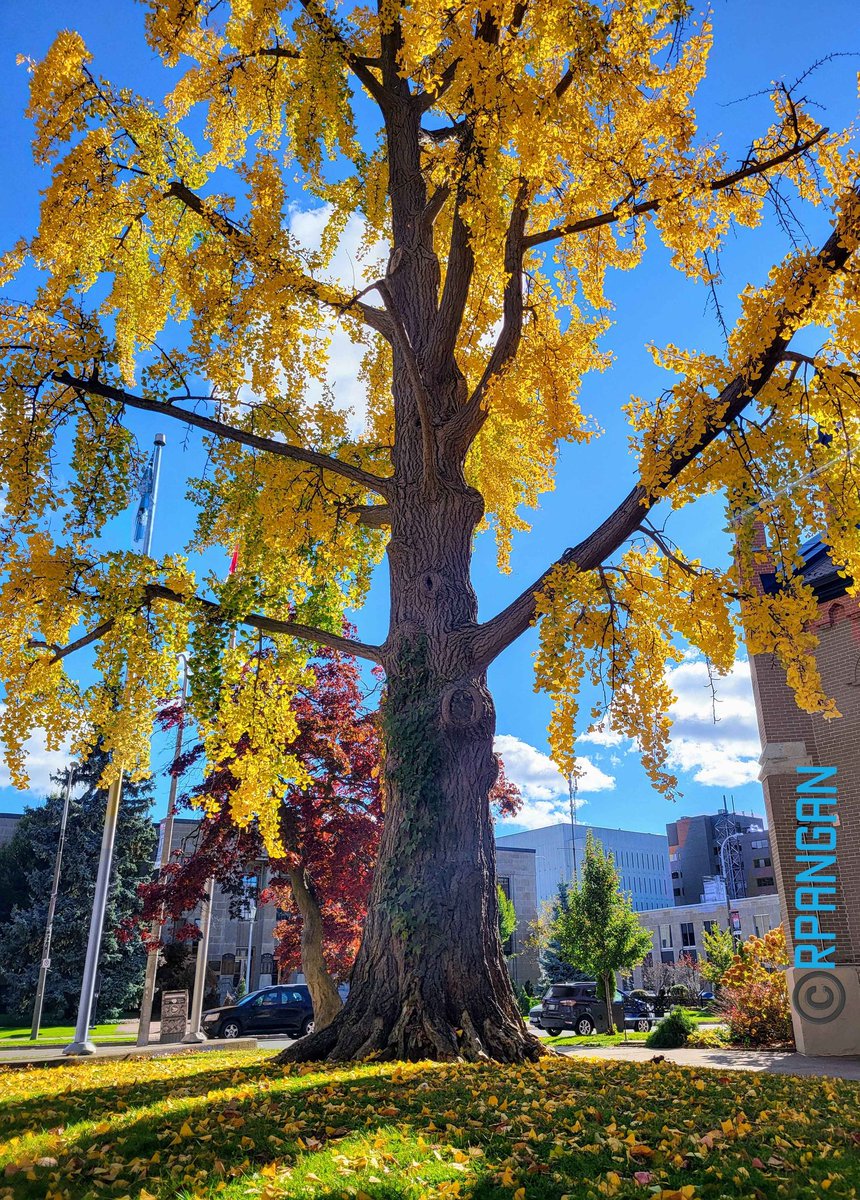 peREMnial's tweet photo. #ThickTrunkTuesday Magnificent #tree under a perfect blue sky!
🌳🩵😊🍁
Have an amazing Tuesday!
#TuesdayBlue #AutumnVibes #FallColours #FallSeason #PlantATree #SaveATree #TreeOfLife #nature https://t.co/WKOrMHy7lv