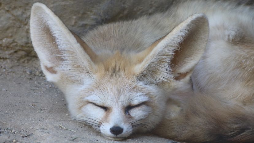 vampwithangst's tweet photo. Is peacefully napping in wildshape to avoid doing his chores https://t.co/jhyNTIJgAF