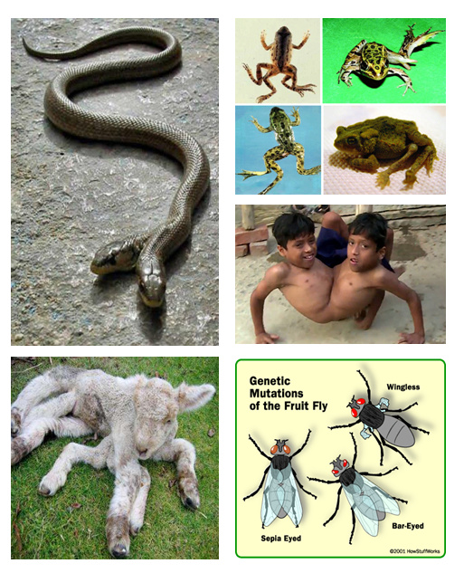 philipsnowart's tweet photo. @BretWeinstein - Dear Bret, just enjoyed you with JORO dishing the GM Jabbering Facisti etc, but would love to debate you re: Darwinian Adaptation, even Gouldian Punk Equiilbrium, Dawkinian Meaninglessness,  Random Big-Bangs in Nothingness, Overwhelmingly negative mutations etc.. https://t.co/e7NrJu40Yv