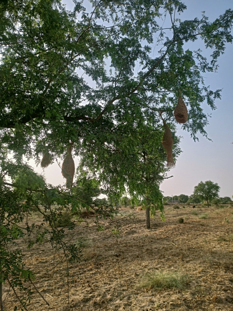 @Sureendra_Singh ये देखो भाई!
क्या लाजवाब कारीगर है।