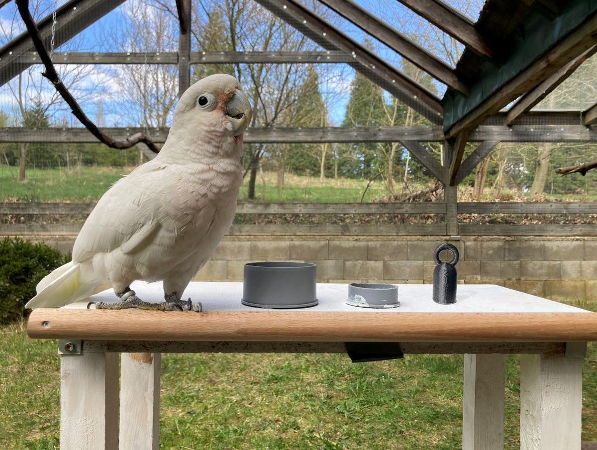 1/13 Goffins en el gimnasio

Las cacatúas de Tanimbar eligen y transportan objetos en un "entrenamiento con pesas" que nos ha ayudado a revelar su sorprendente habilidad para tomar decisiones.

(paper) buff.ly/4hRMvyz 
por <a href="/Cel_Adelmant/">Celestine_Adelmant</a> en <a href="/SciReports/">Scientific Reports</a>