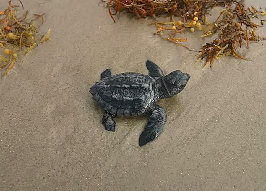 WetTribe's tweet photo. The last of this year’s nesting sea turtles have made their crawls to the sea, and the nesting data looks good. 100K loggerhead nests recorded, and rare Kemp’s ridley nests are a hopeful sign, with 24 nests found in Florida, 14 more than last year.  #WetTribe #TurtleTuesday https://t.co/BDQcnHO7s0