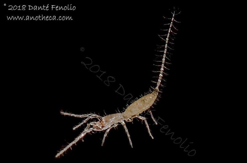 Palpigrade (Eukoenenia spelaea) - Rožňava, Slovakia… one of the best terrestrial cave invertebrates I’ve ever seen!