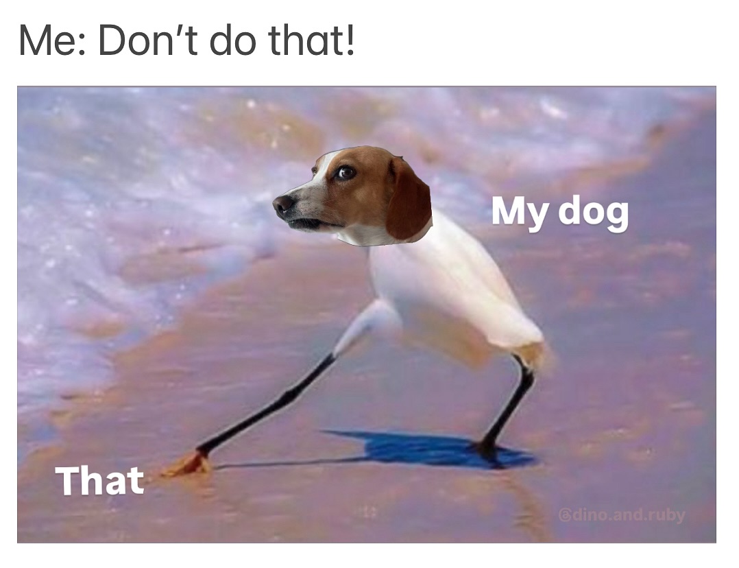 DogFansClub_'s tweet photo. Me Don't do that! My dog Look at this 👋🏻
.
.
#dogdaily #dogfamily #dogloversclub #dogpics #dogbirthday #dogvideo      #dogtrainingtips #dogblog https://t.co/H7PjocuFYe