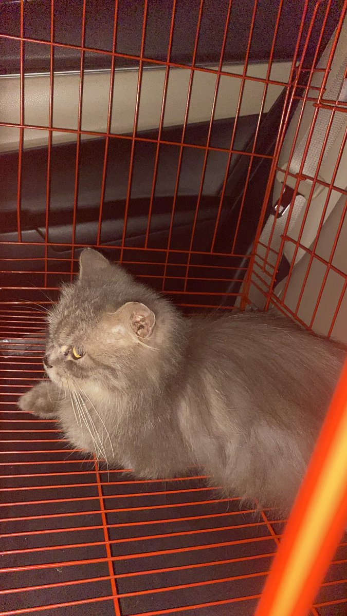aansyawala's tweet photo. Lepas adopt free, kucing persia medium sudah dibotakin lokasi bandung buah batu https://t.co/jP26KXWrs6