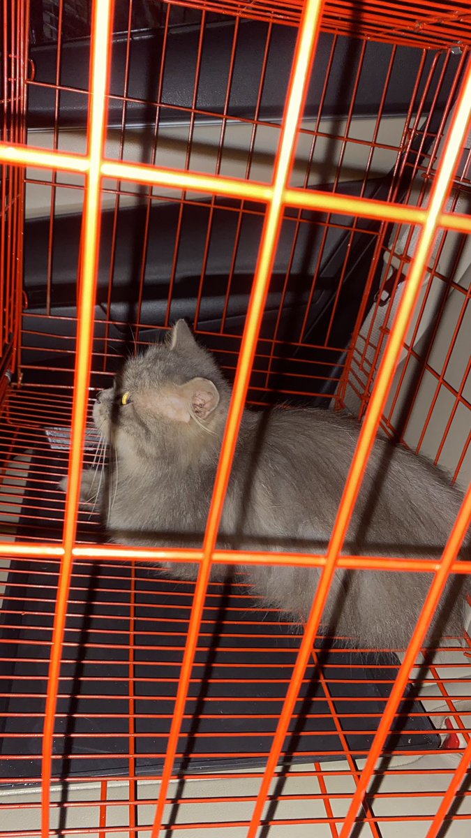 aansyawala's tweet photo. Lepas adopt free, kucing persia medium sudah dibotakin lokasi bandung buah batu https://t.co/jP26KXWrs6