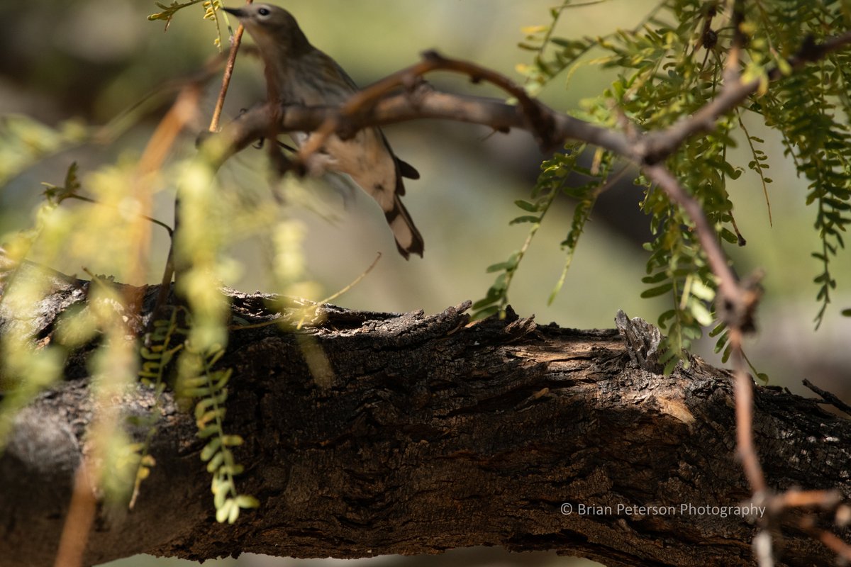 Dr_Brian_Pet's tweet photo. Completely #unedited #photo
Straight out of the camera
#badpic
Go here: https://t.co/BdyqAfln0b if you want to see the good ones
or follow me at #Bluesky @drbrianpet
#birdphotography
Yellow-rumped warbler https://t.co/tmtBEG4Zbe
