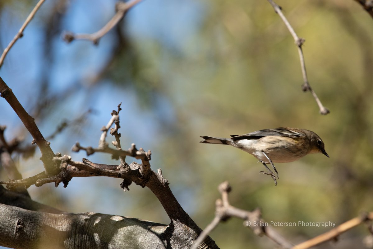 Dr_Brian_Pet's tweet photo. Completely #unedited #photo
Straight out of the camera
#badpic
Go here: https://t.co/BdyqAfln0b if you want to see the good ones
or follow me at #Bluesky @drbrianpet
Yellow-rumped warbler
#birdphotography https://t.co/WdDgQNU3oM