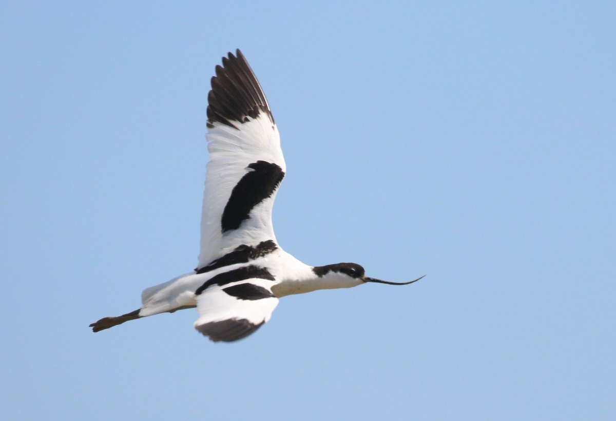 Derbyshire Ornithological Society (DOS) tweet media