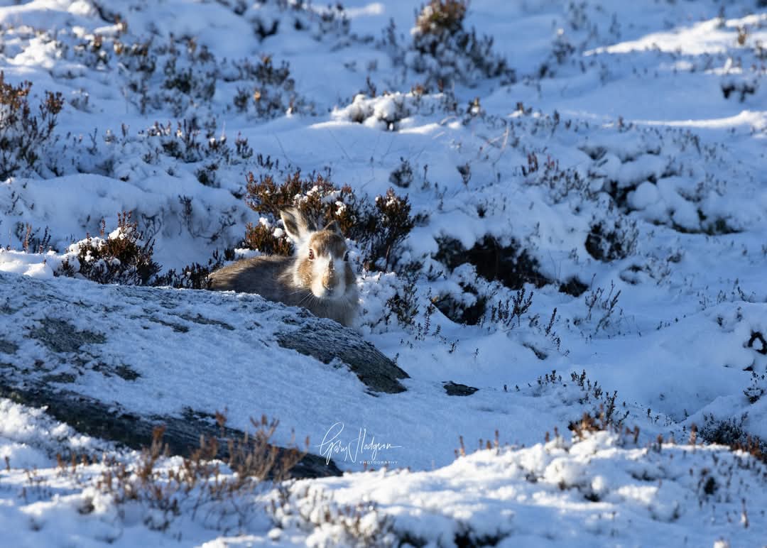 I've been photographing this beautiful mountain hare  only weeks after it was born this summer. This will be her  first  taste of snow and the beginning of her first winter season.
#snow #mountainhare #wildlifeinwinter #wildlifephotography #NaturePhotography #WeatherUpdate